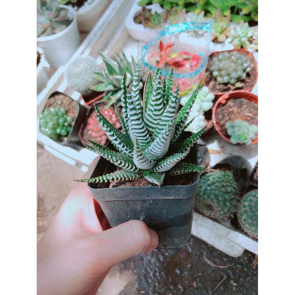 Cây móng rồng Bán Chạy