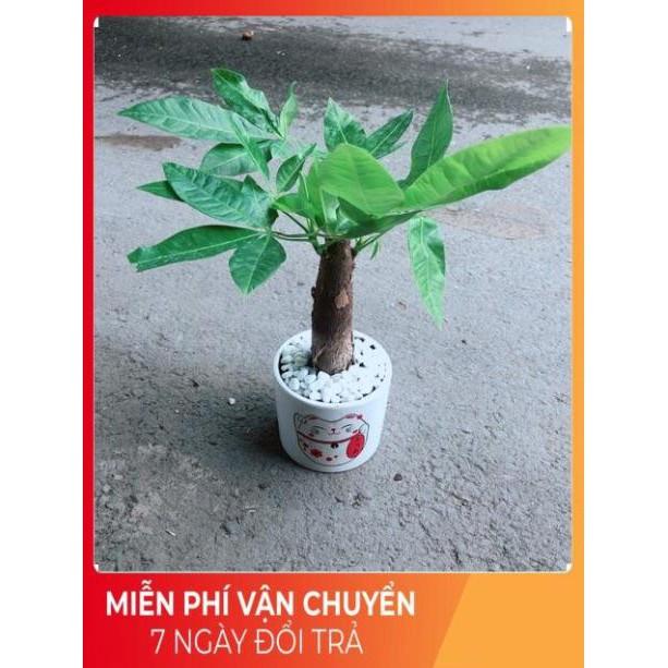 Chậu Kim Ngân 1 Thân