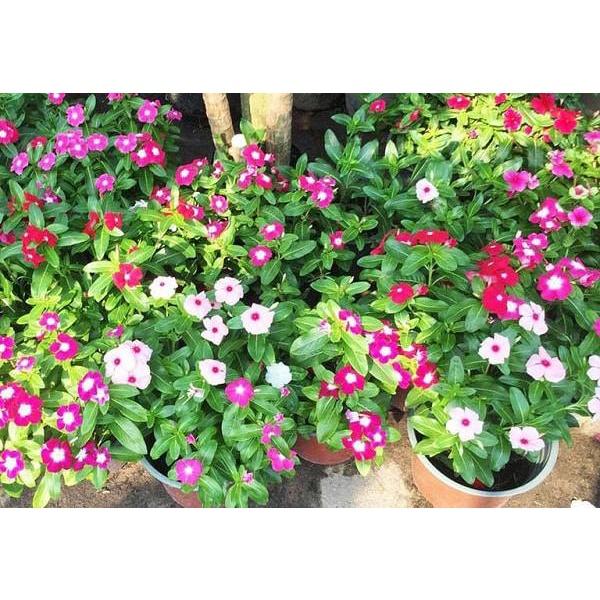 Hạt Giống Hoa Dừa Cạn Đứng Mix Màu KNS3596 - Gói 50 hạt