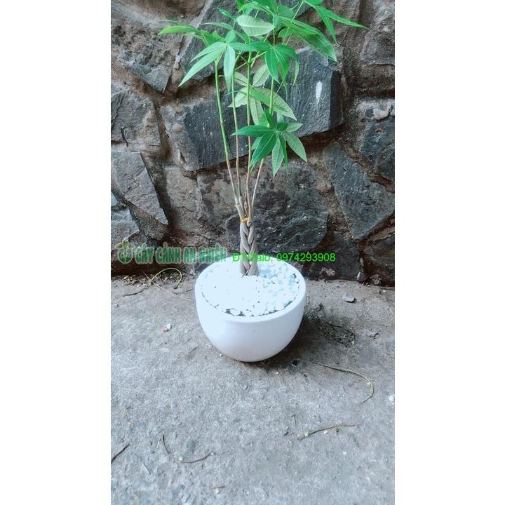 Chậu Cây Kim Ngân Thắt Bính