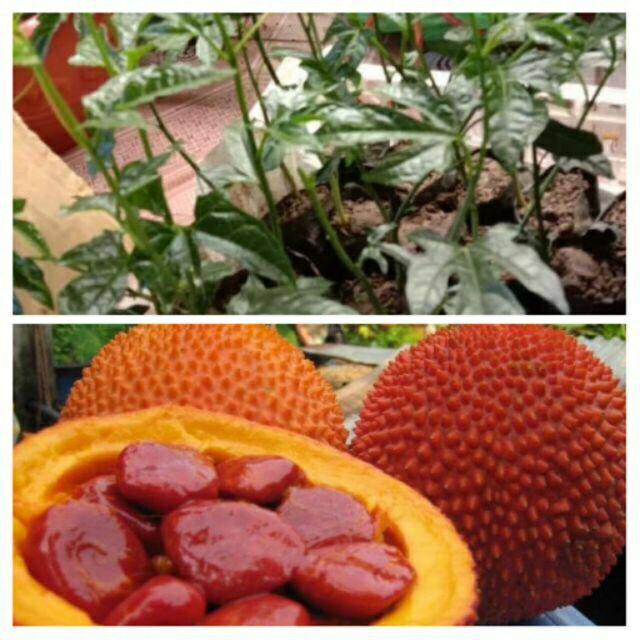 Cây giống Gấc nếp cao sản