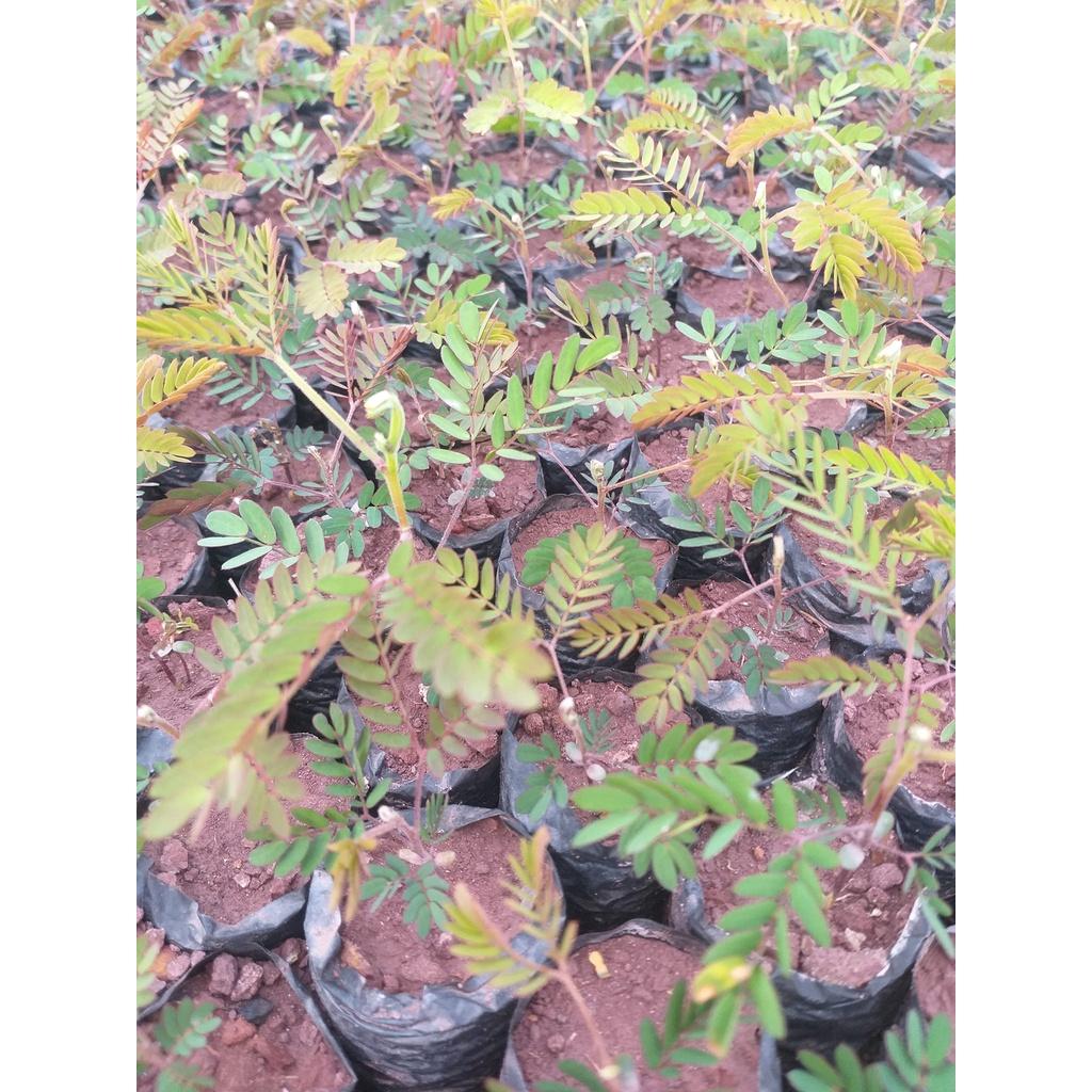 Hạt giống keo tai tượng úc trồng rừng, túi 50 gram