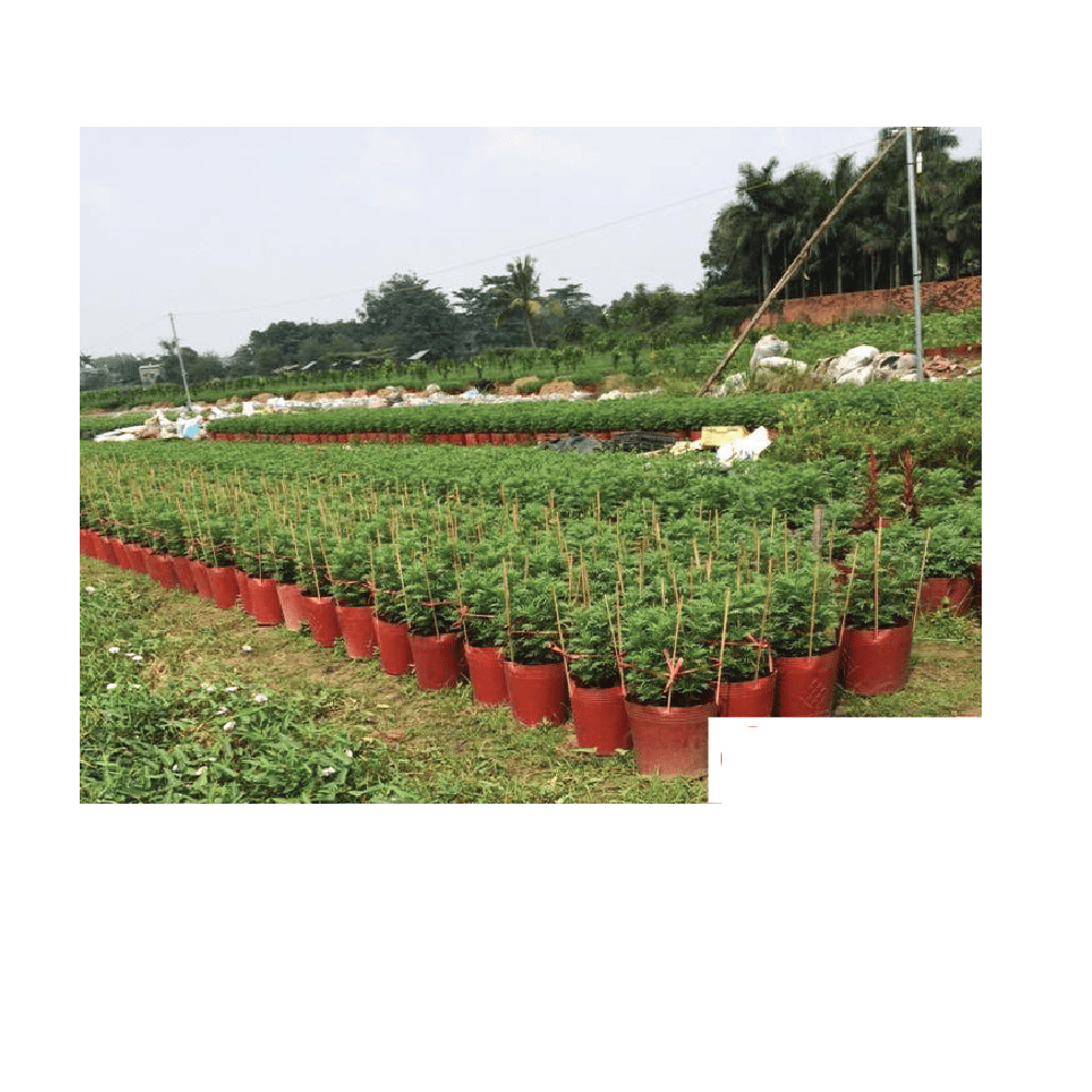 50 Chậu Nhựa Đỏ C11 Miệng,cao,đáy 27x22x22cm trồng cây ăn trái và hoa siêu bền-77702
