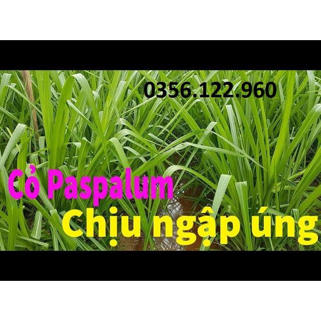 Hạt Giống Cỏ chăn nuôi Ubon Paspalum – cỏ xả chịu Ngập Úng gói 100g