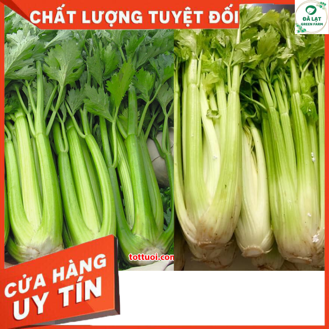 100H - HẠT GIỐNG CẦN TÂY MỸ KHỔNG LỒ