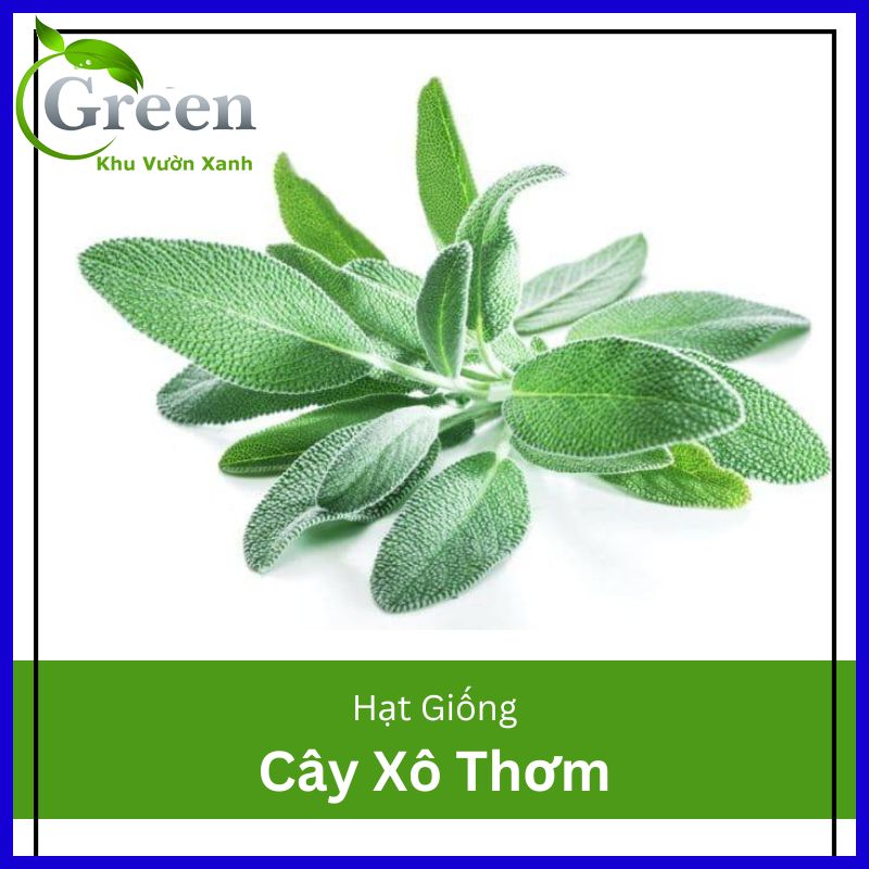 Hạt Giống Cây Xô Thơm (Sage) (20H)