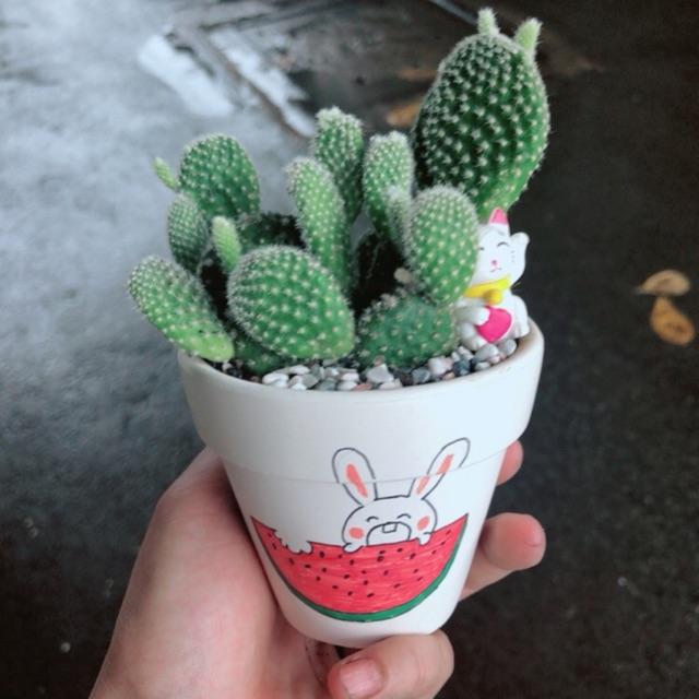 Chậu sen đá tiểu cảnh