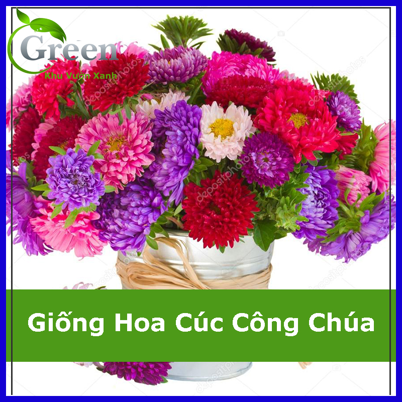 Hạt Giống Hoa Cúc Công Chúa Nhiều Màu Mix