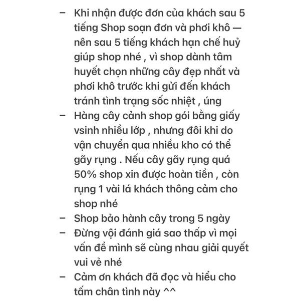 Sen Đá Sỏi Thiên Thanh Mini - có mùi thơm nhẹ khi cây khoẻ , đủ nắng