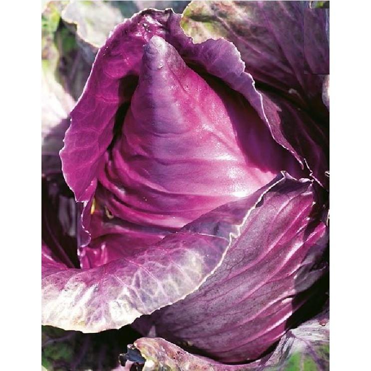 Hạt giống Bắp cải trái tim Tím F1 - 0,1gram/gói