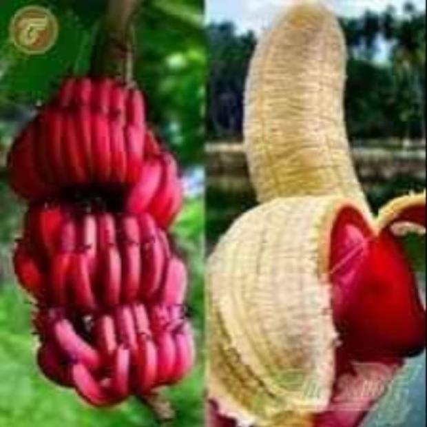 Sản phẩm CÂY GIỐNG CHUỐI ĐỎ