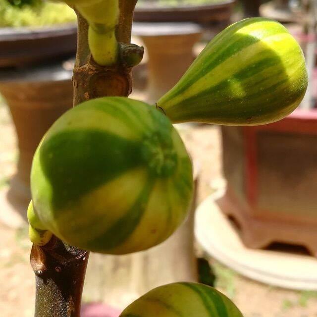 Sung cẩm thạch mỹ