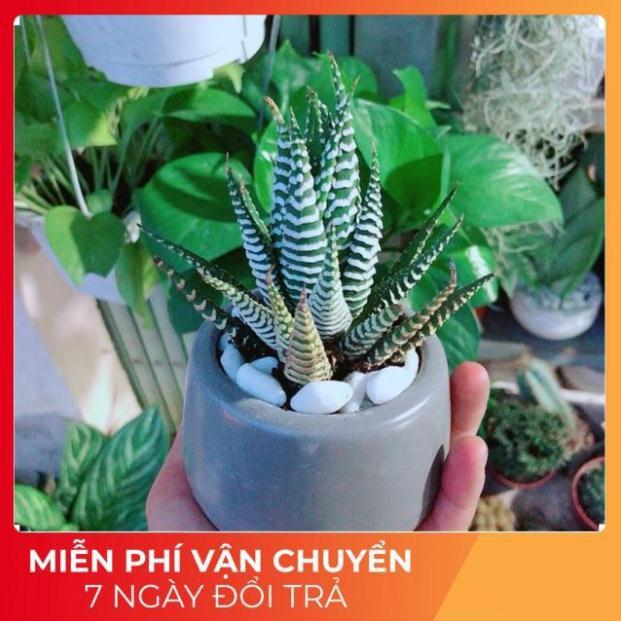 Chậu Móng Rồng