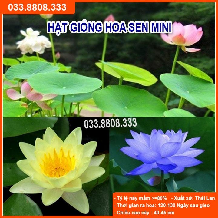 Hạt Giống Hoa Sen Mini Nhật Nhiều Màu - Hoa Đẹp Dễ Trồng