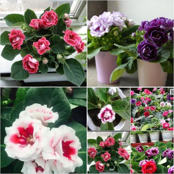 Hạt Giống Hoa Tử La Lan Mix 5 hạt/gói