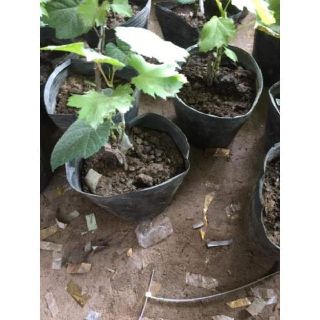 Nho Ngón Tay 152 tặng 2 cây chè xanh