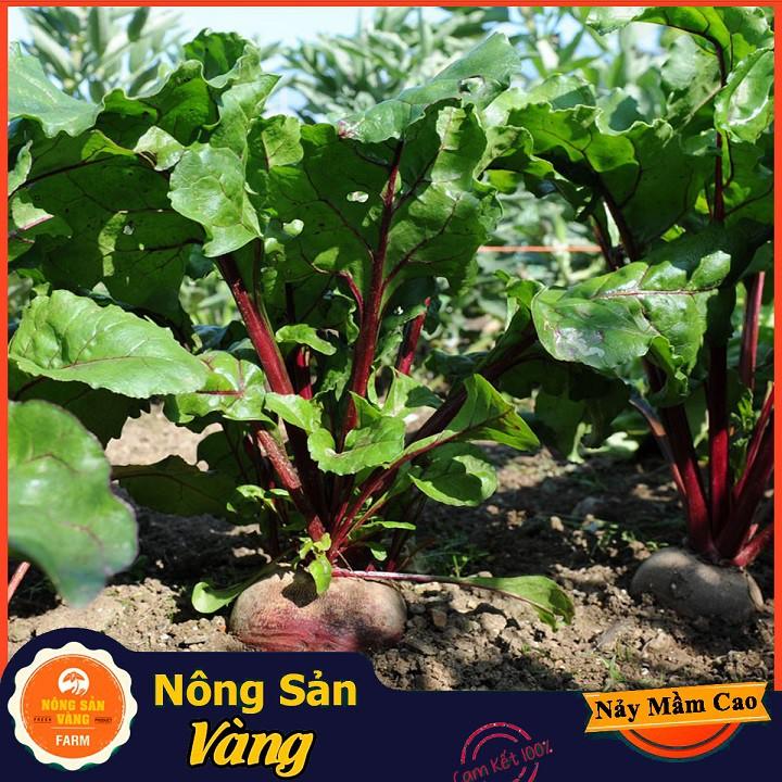 Hạt giống Củ Dền Đỏ