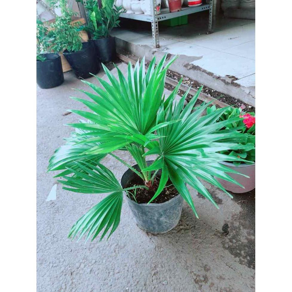 Chậu Cọ Kiểng Bán Chạy