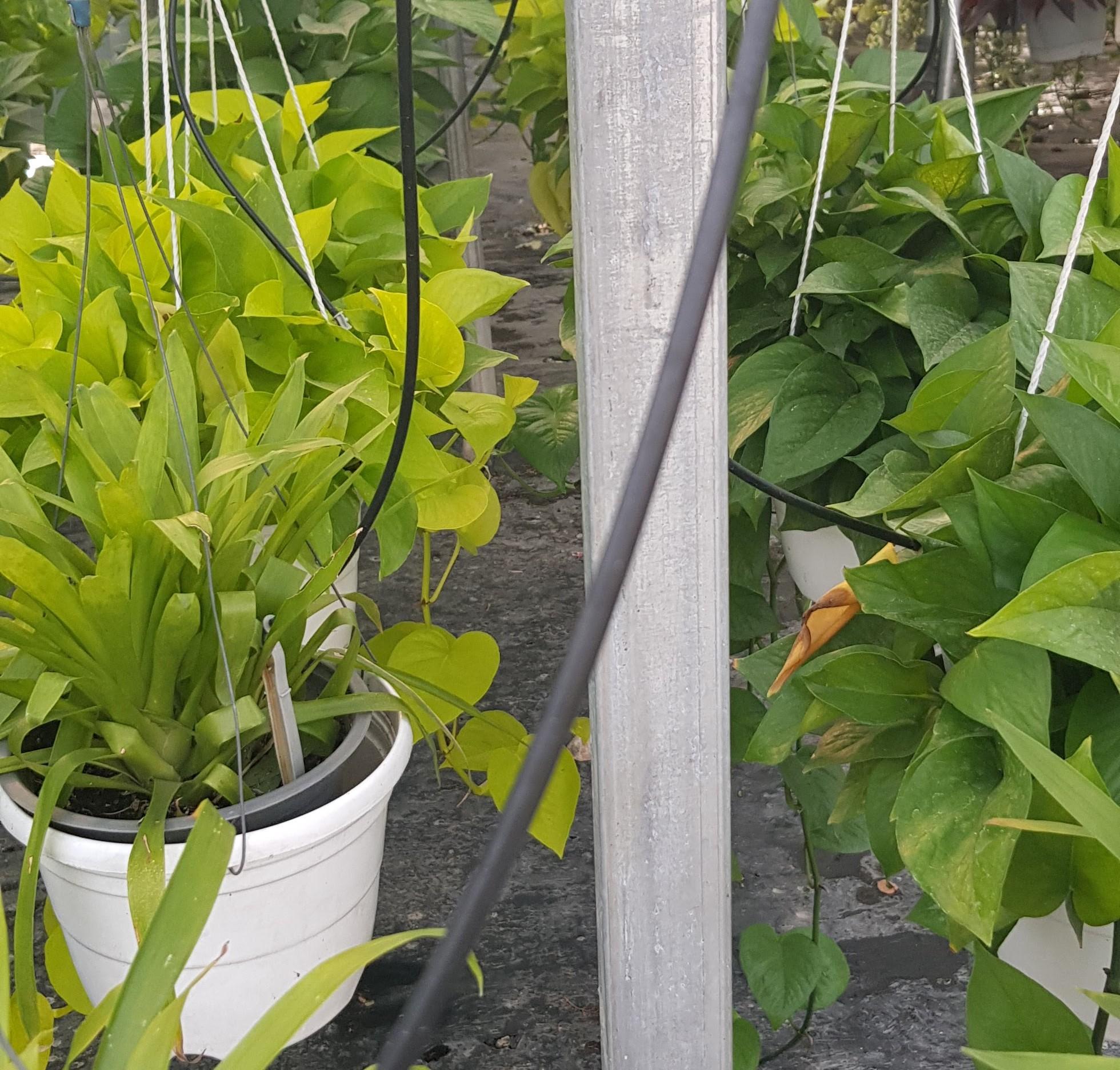 Trầu Bà Thái Lá Lớn Chậu Treo