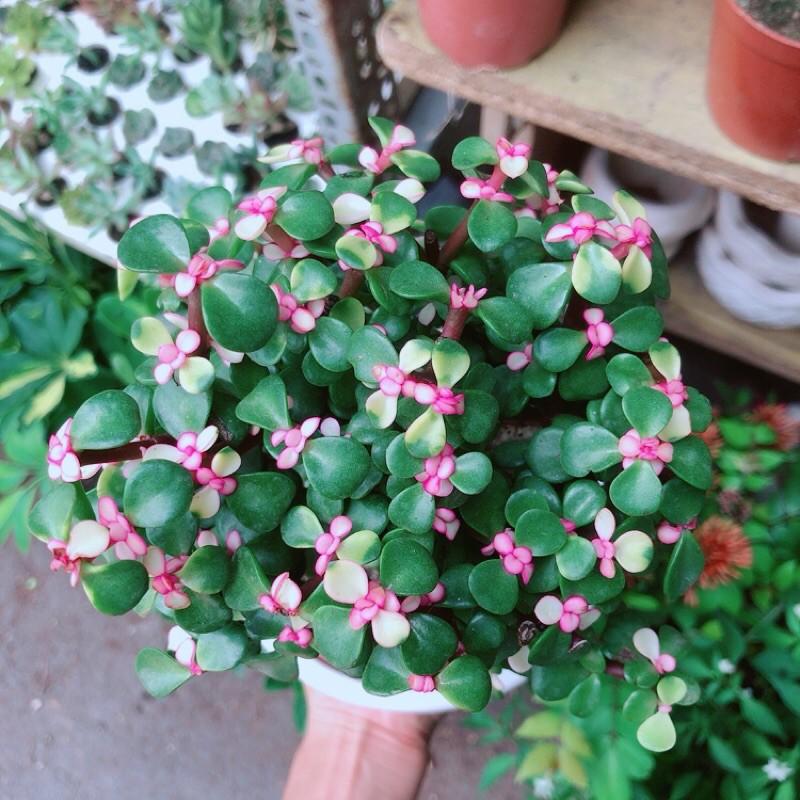 Chậu Cây Cành Vàng Lá Ngọc