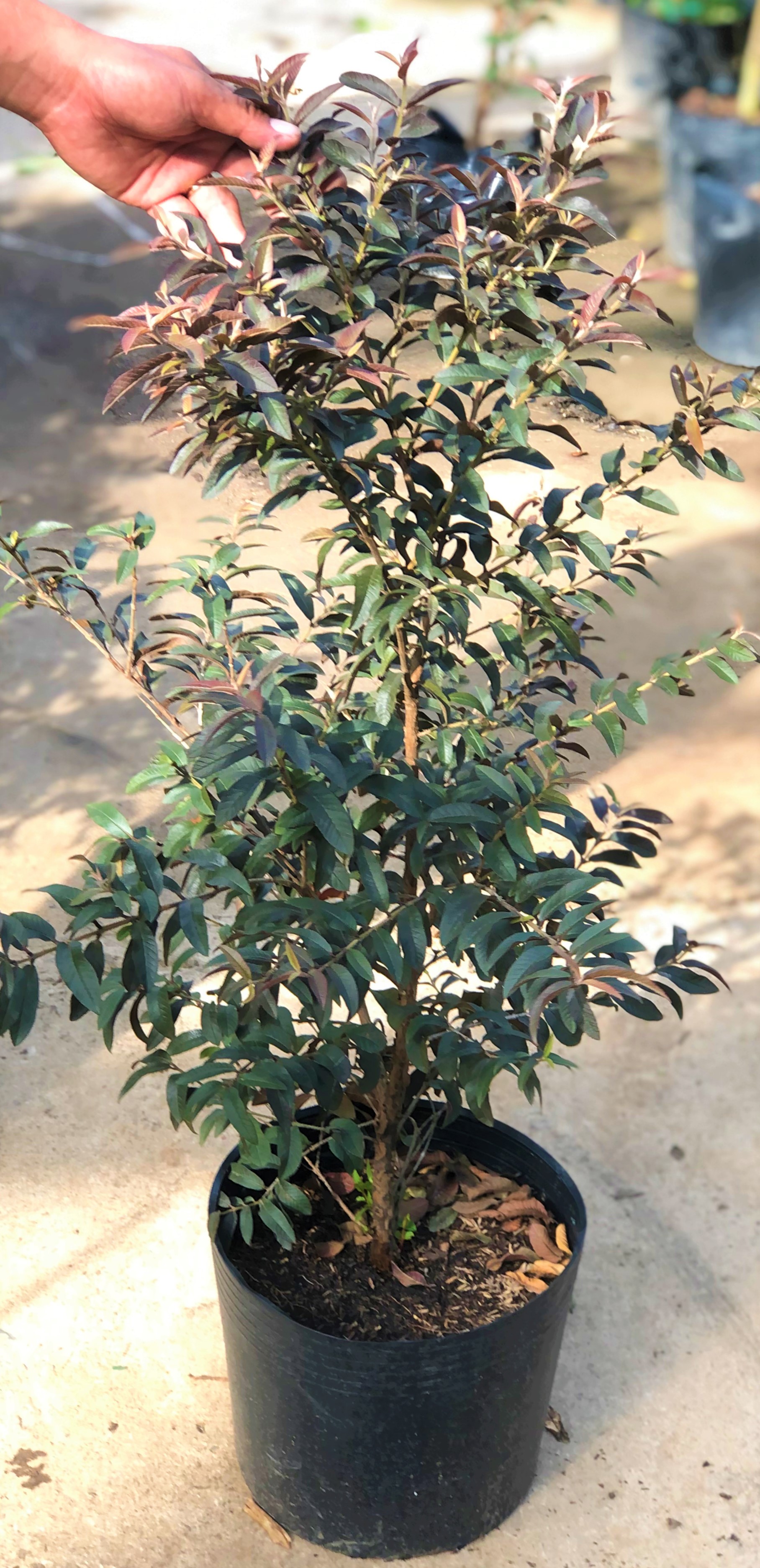 Cây ổi tím cao 70 - 90 cm đã cho trái