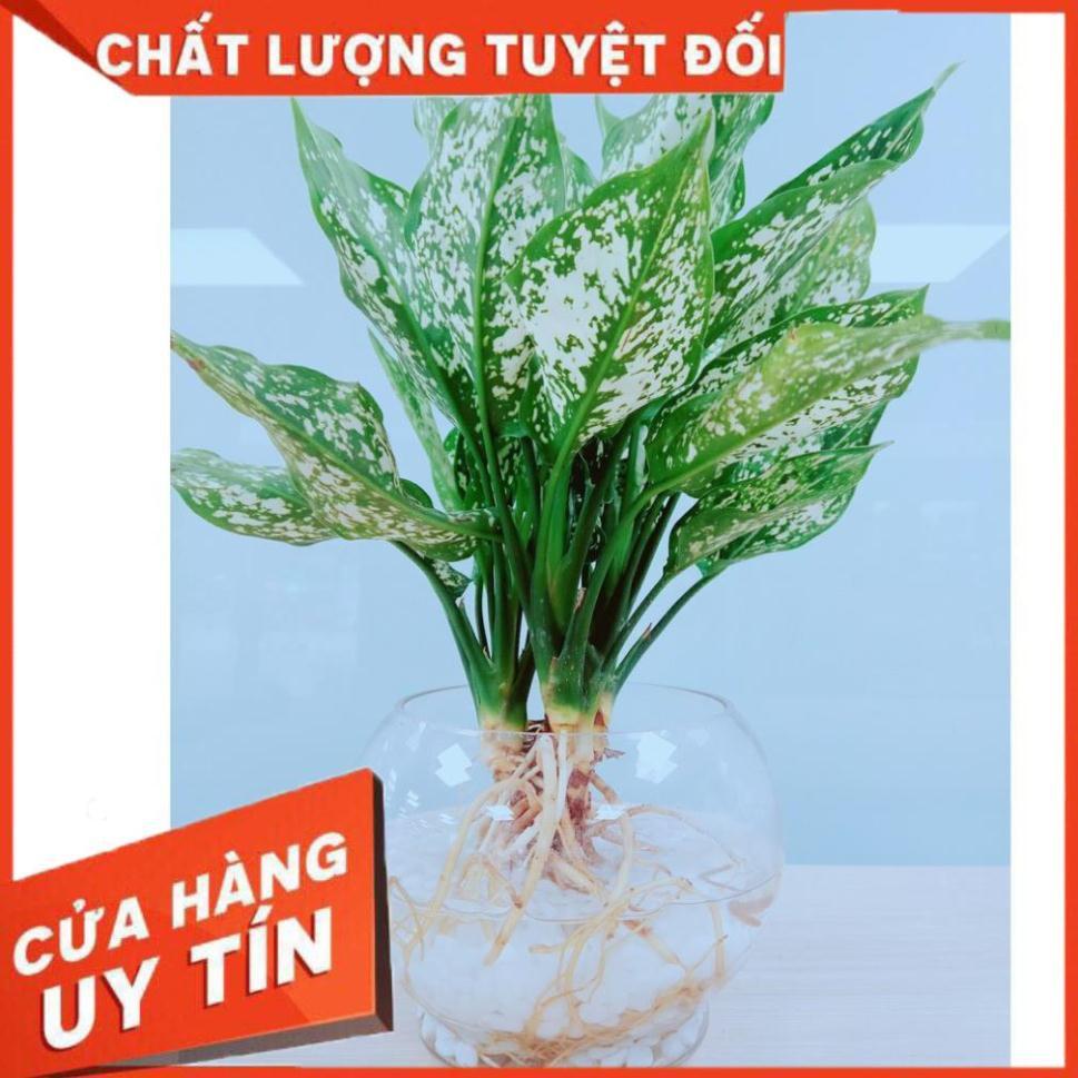 Cây Ngọc Ngân Thủy Sinh