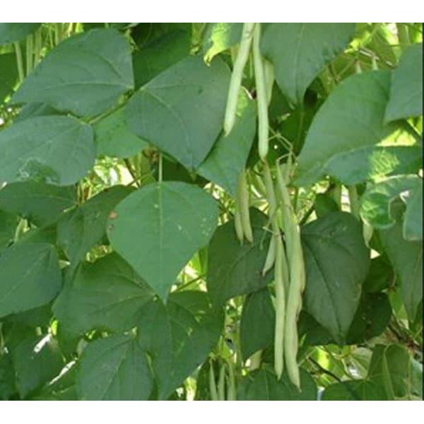 Hạt giống Đậu Cove leo hạt đen, đóng gói 20gr