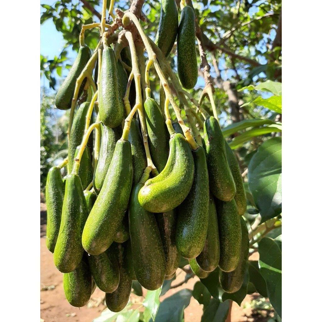 CÂY GIỐNG BƠ KHÔNG HẠT