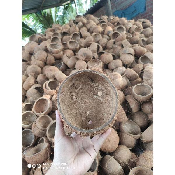Gáo Dừa Trồng Cây Loại Thô | Chậu Cây Gáo Dừa đã khoan lỗ