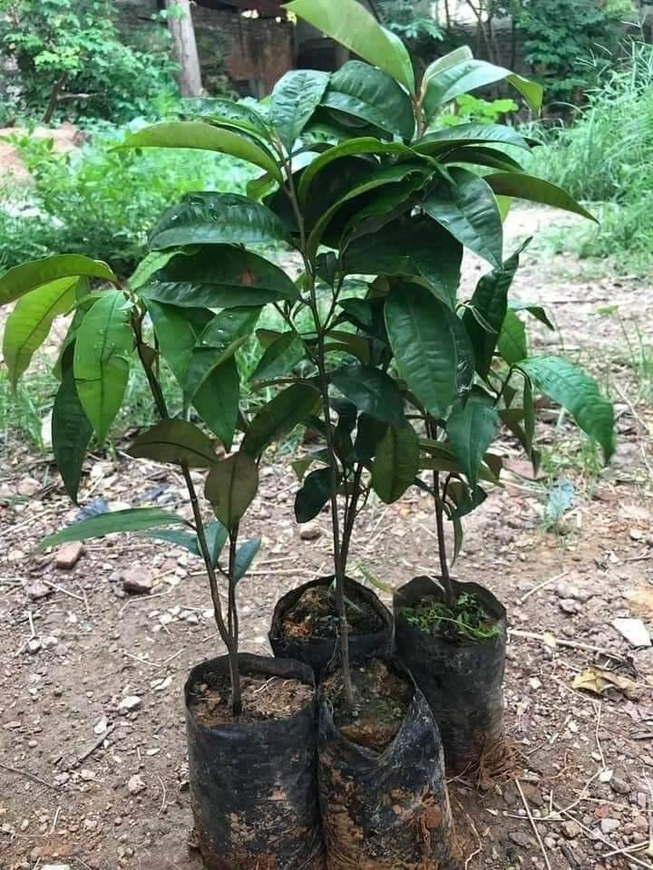 Cây giống sầu riêng ri6 siêu lùn trái sớm