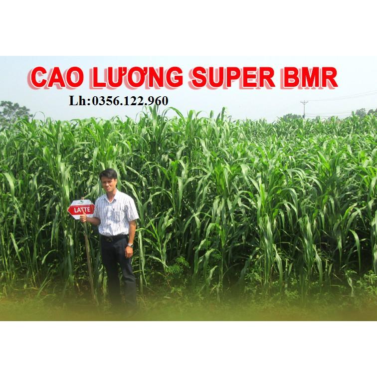 Hạt giống cỏ cao lương SUDAN SUPER BMR 1kg - cỏ chăn nuôi năng suất, dinh dưỡng cao