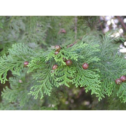 SẢN PHẨM: CÂY GIỐNG TÙNG TUYẾT