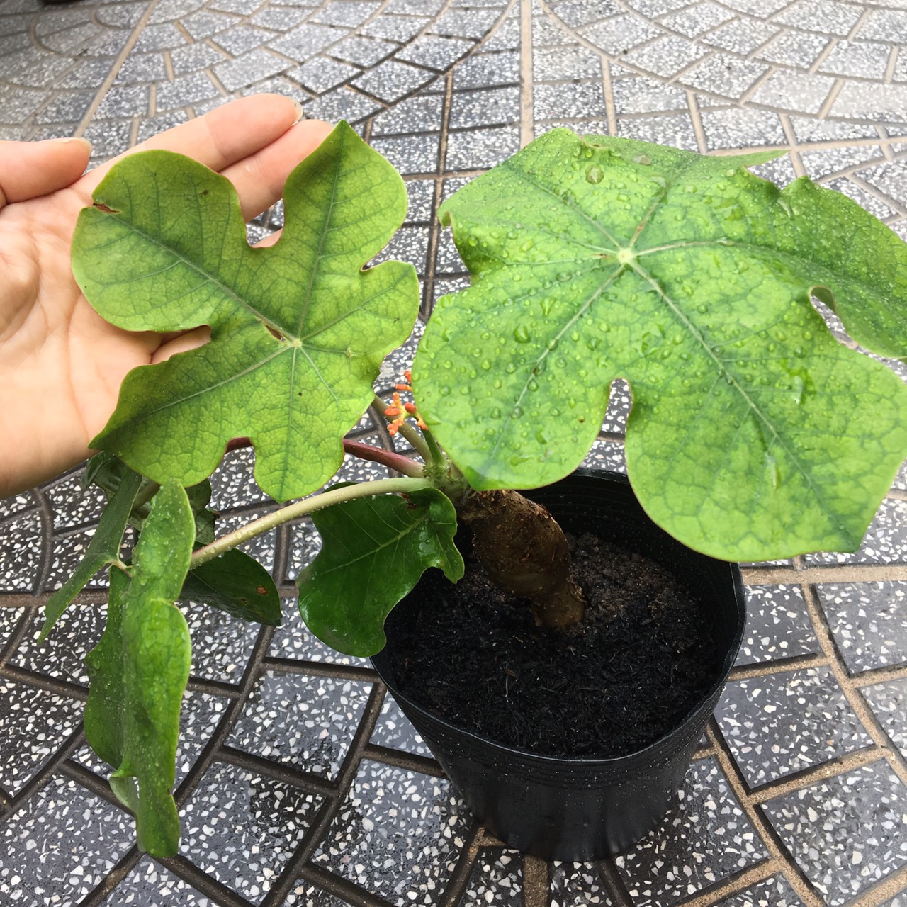 Cây giống ngô đồng Atropha podagrica Hook Mầm Xinh
