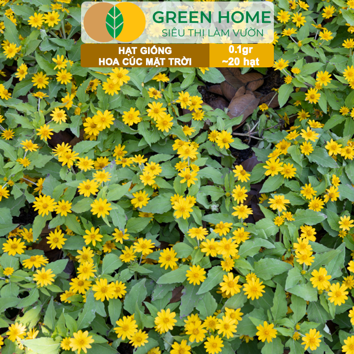 Hạt Giống Hoa Cúc Mặt Trời GreenHome, Gói 0.1g~20 hạt, Dễ Trồng Quanh Năm, Tỷ Lệ Nảy Mầm Cao H15