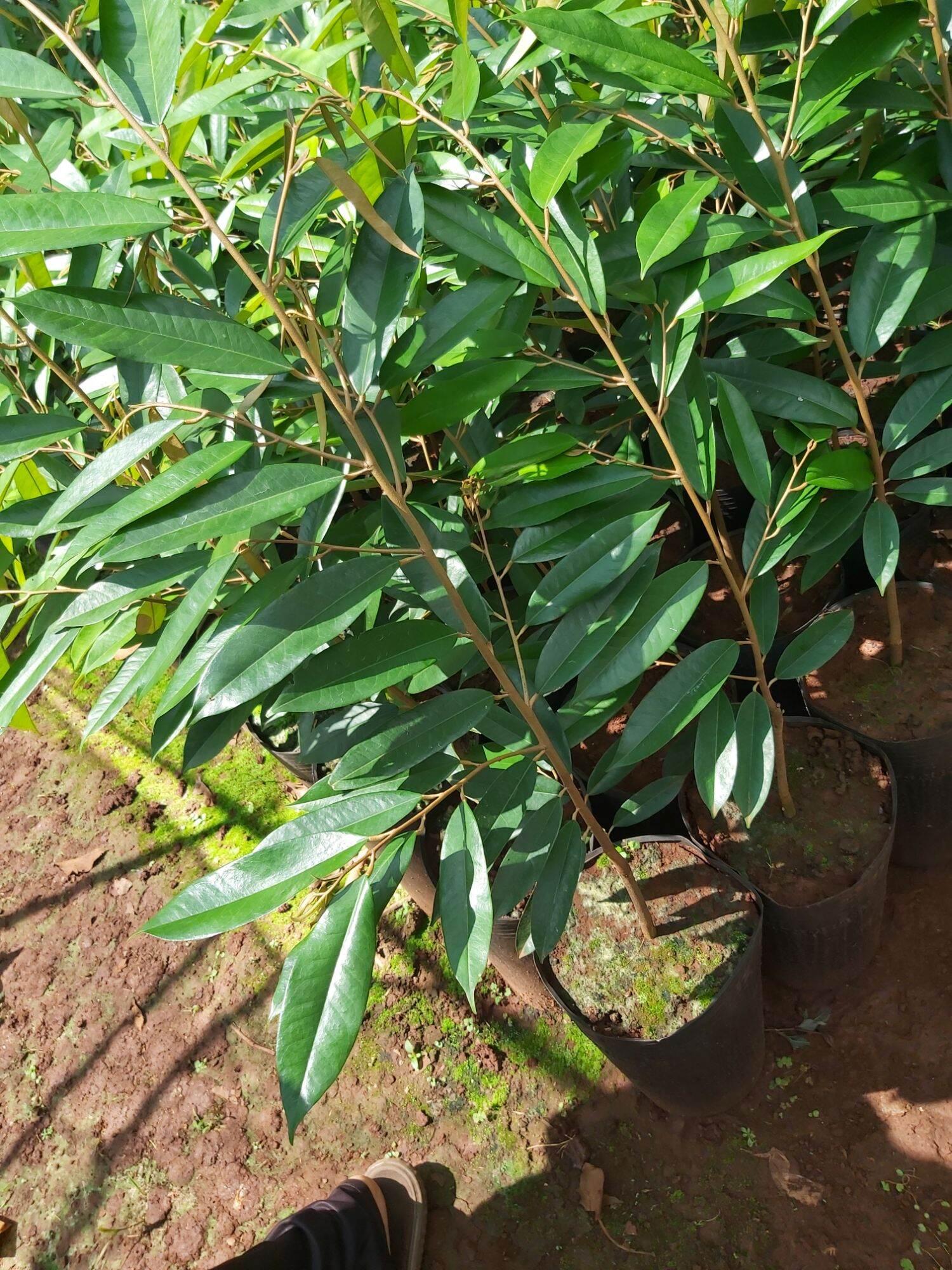 CÂY GIỐNG SẦU RIÊNG BLACK THORN