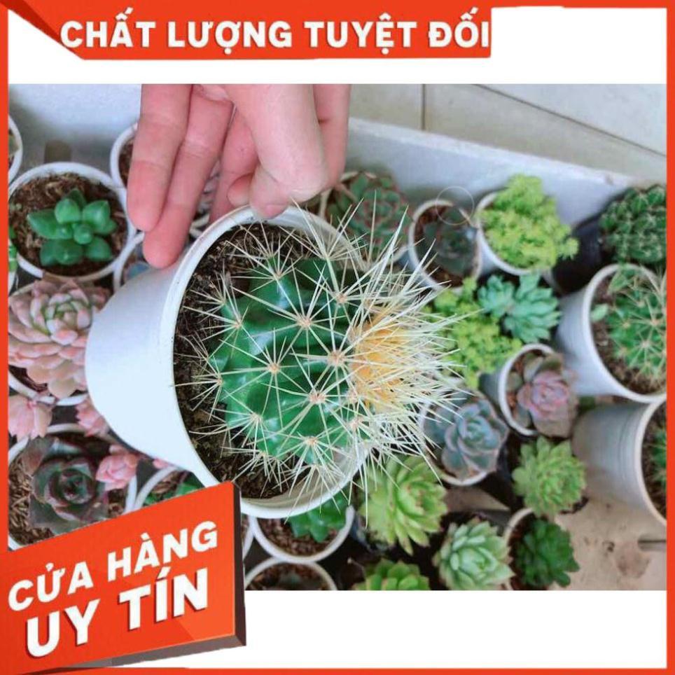 Xương rồng kim hổ Nhiều Người Mua