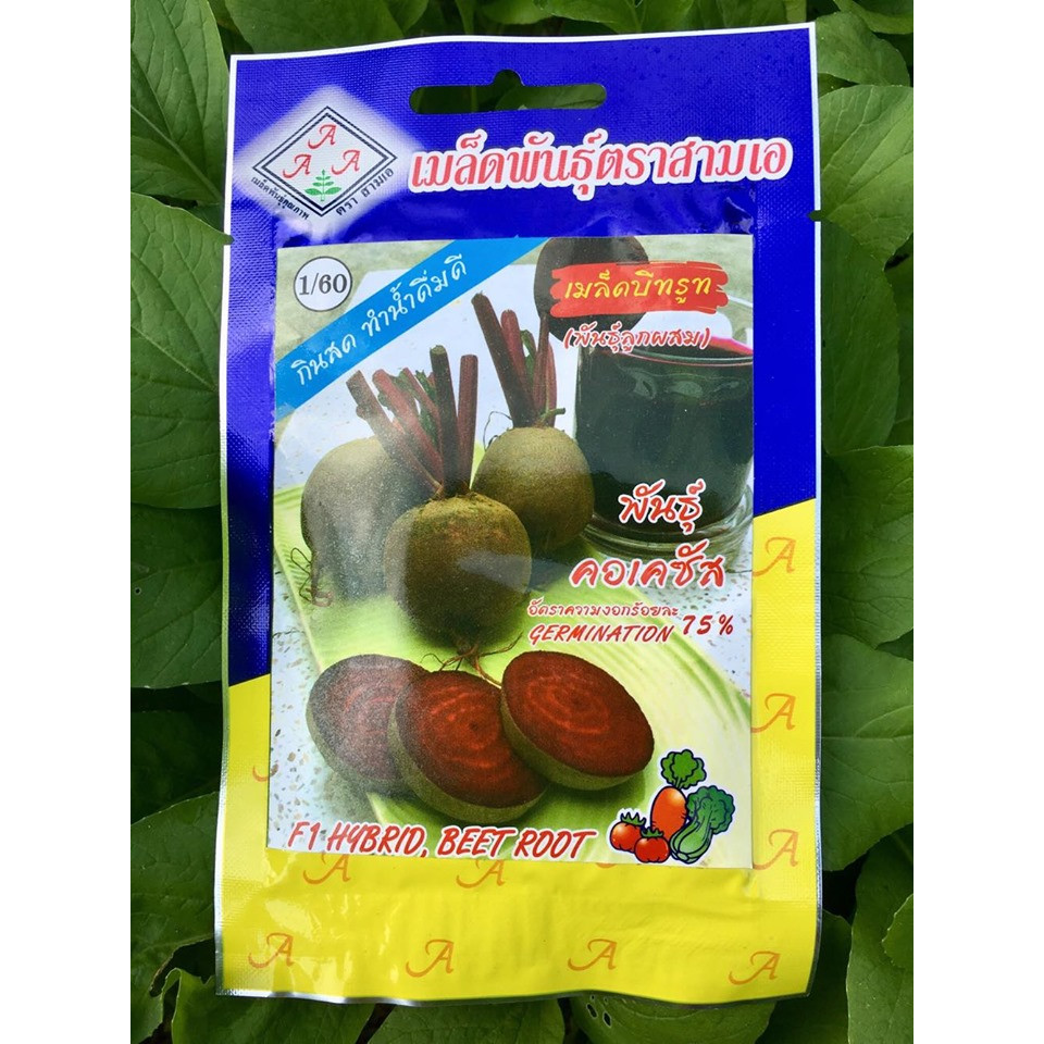 Hạt giống Củ Dền Đỏ