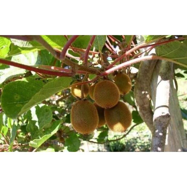 Sản phẩm CÂY GIỐNG KIWI