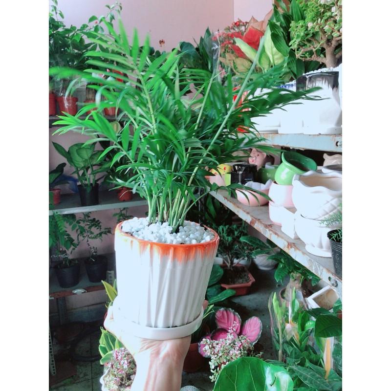 Chậu Cây Cau Tiểu Trâm