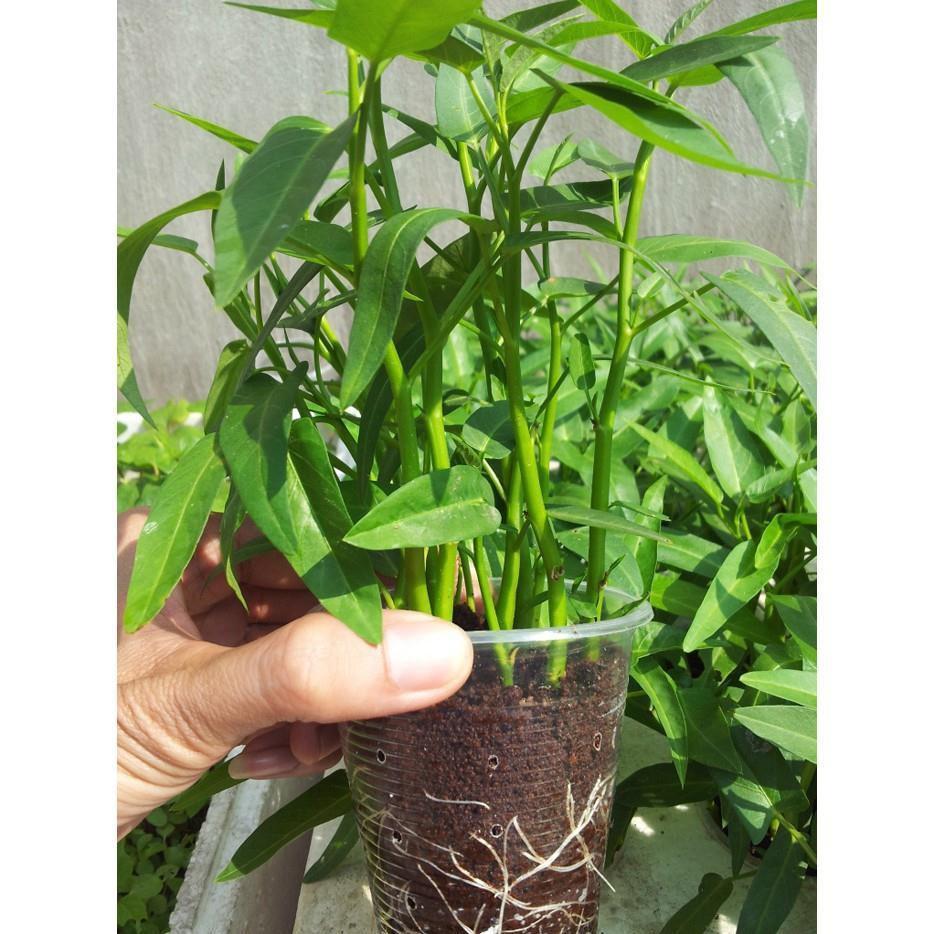 Hạt Giống Rau Muống Lá Tre Tươi Xanh - Gói 50g- Tỉ Lệ Nảy Mầm Cao - Thu Hoạch Nhanh