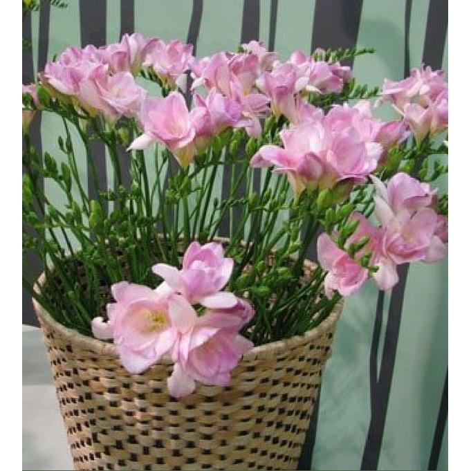 Combo 3 Củ giống hoa lan nam phi hoa màu hồng - 3 củ-thời gian có hoa 3 tháng-HGNN