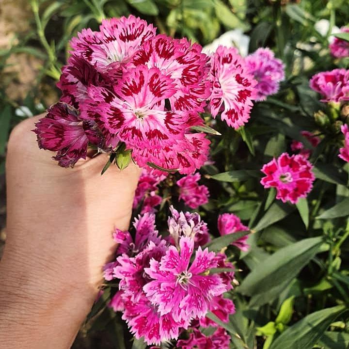 Hạt giống hoa cẩm chướng Rado 831 - Hoa kép, mix màu