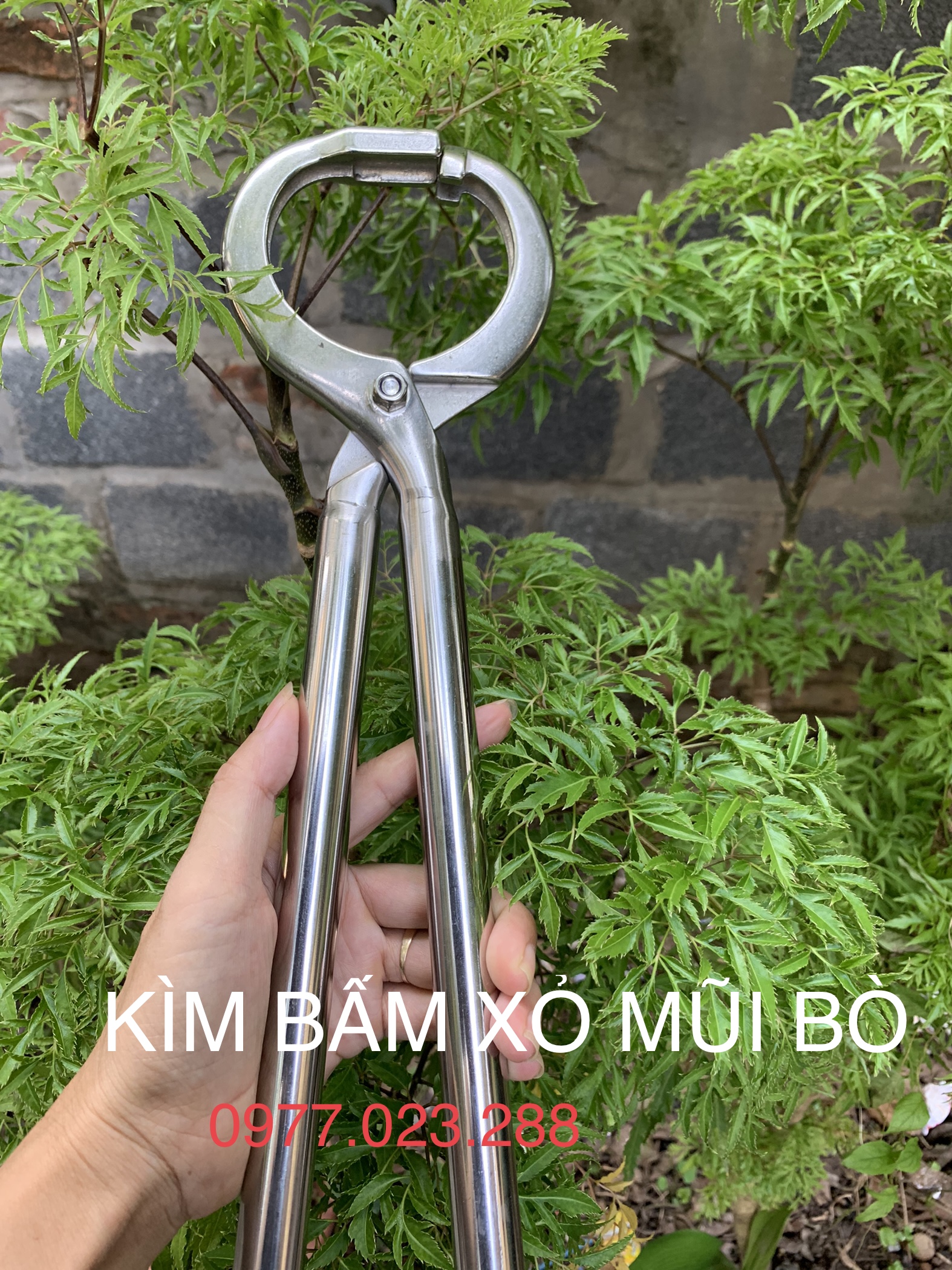 Vòng nhựa xỏ mũi bò kèm chốt inox