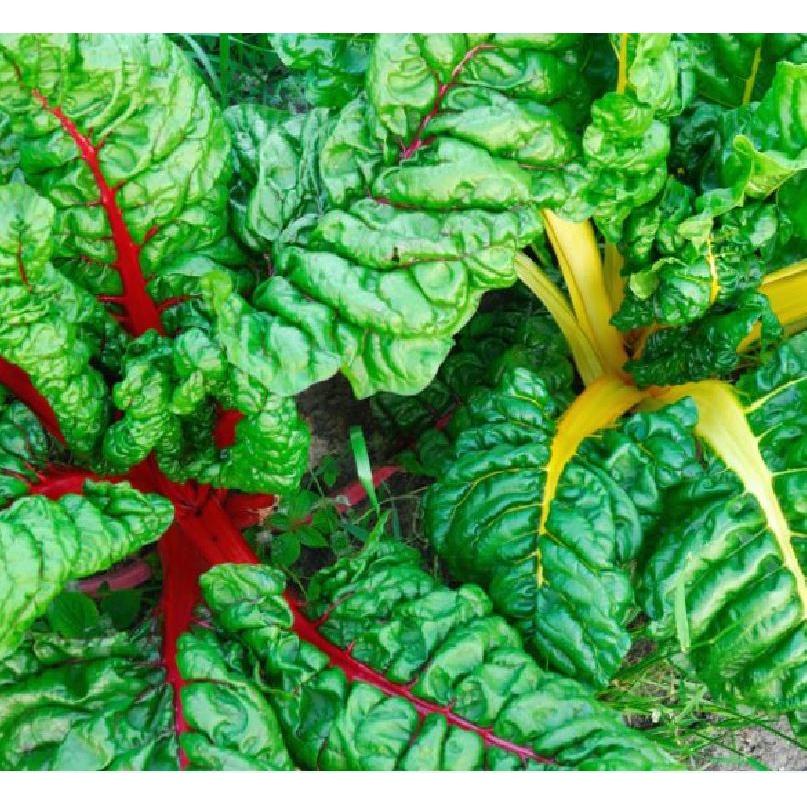 Combo 3 gói Hạt giống Cải Cầu Vồng-gói 2 gram/tặng kèm gói phân bón lót