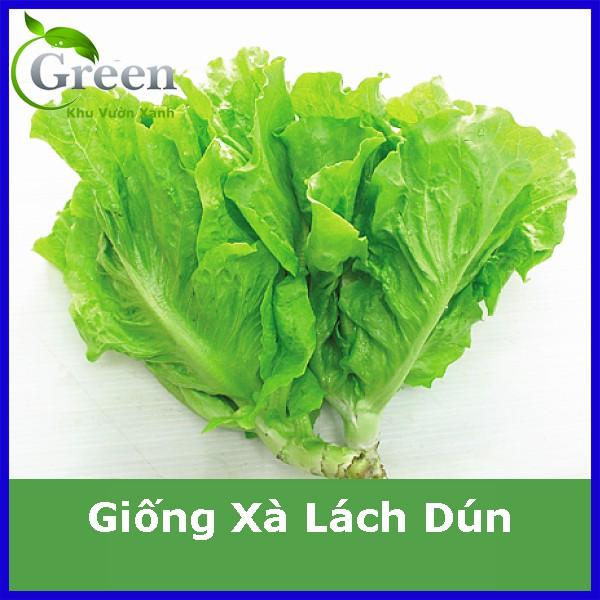 Hạt Giống Xà Lách (Dún Vàng) Chịu Nhiệt Tốt