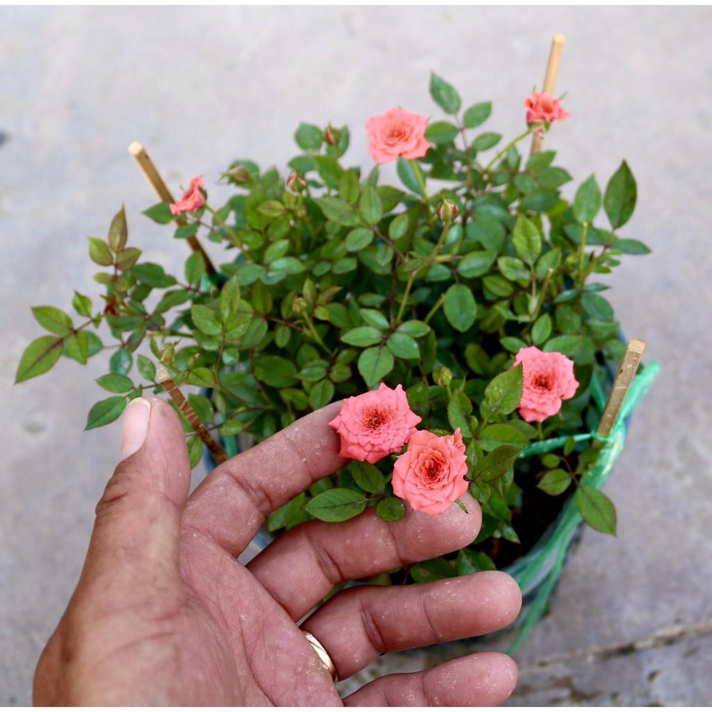 Chậu hoa hồng tỷ muội màu cam