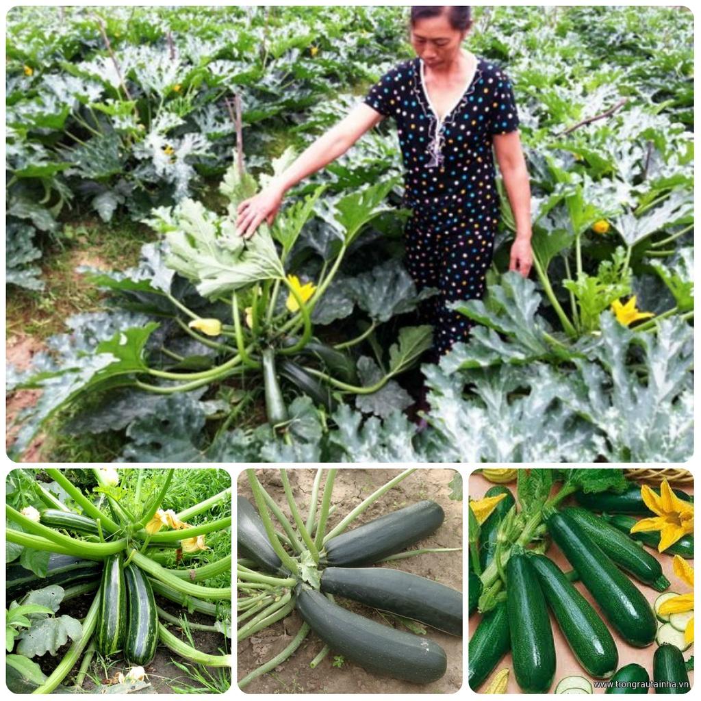 Hạt giống Bí Ngồi Xanh F1 - gói 2g. Trồng Từ tháng 3 đến tháng 5 năm sau