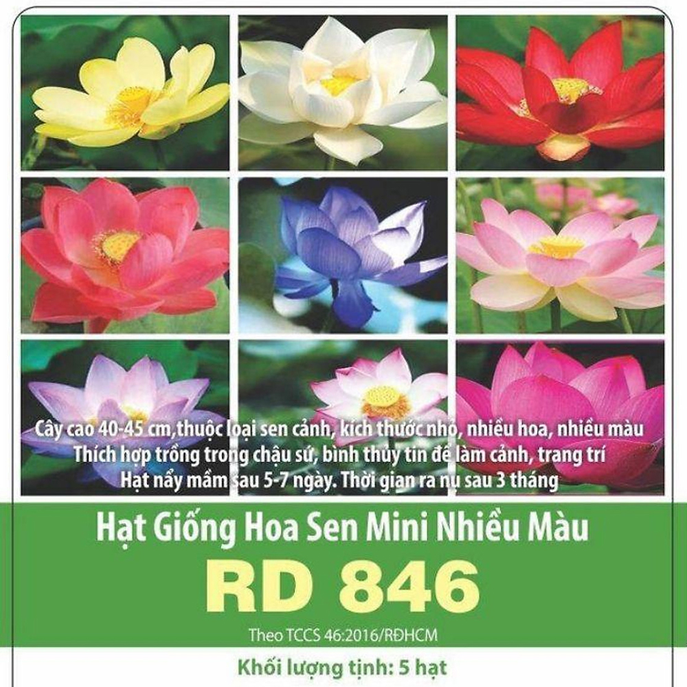 Hạt giống hoa sen mini nhiều màu RD 846 Rạng Đông