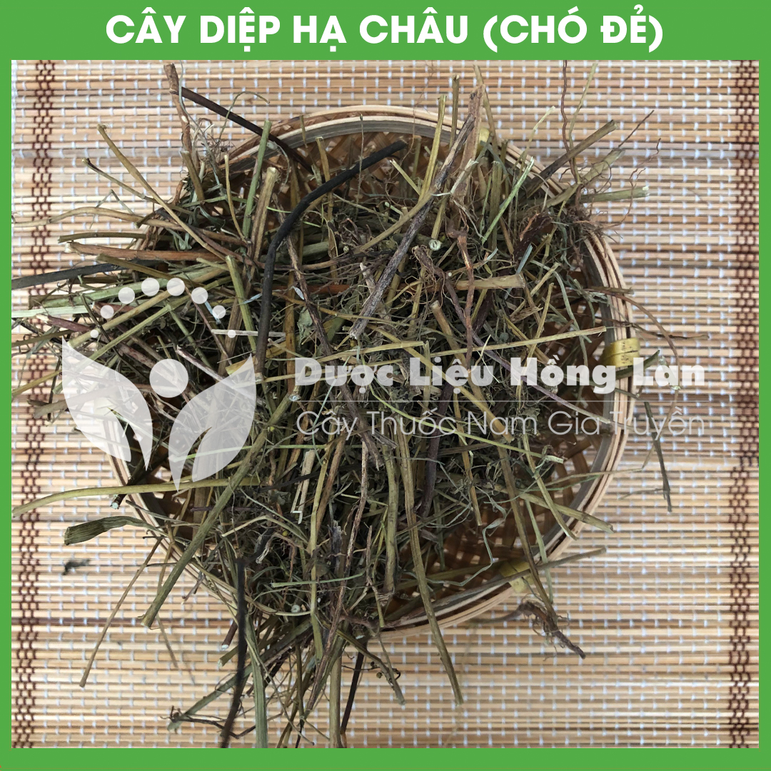 Cây Diệp Hạ Châu (Cây Chó Đẻ) khô 1kg