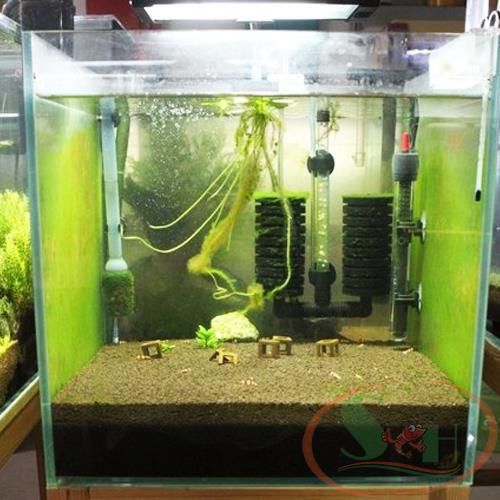 Bộ mầm kích tảo xanh nuôi cá tép đánh rêu xanh bể cá tép sula